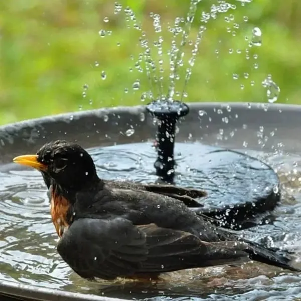 HOT SALE 50% OFF Solar Powered Fountain